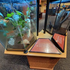 Museum of Life+Science - Magic Wings, moving leaf insect (Phyllium spp.)