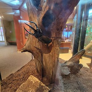 Museum of Life+Science - Magic Wings, giant black rhino beetle (Chalcosoma atlas)