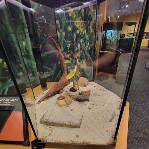 Museum of Life+Science - Magic Wings, Arizona desert hairy scorpion (Hadrurus arizonensis)