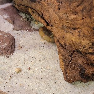 Museum of Life+Science - Magic Wings, Arizona desert hairy scorpion (Hadrurus arizonensis)