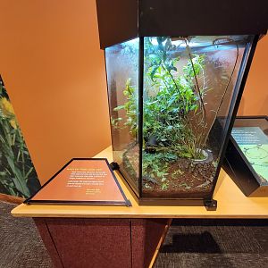 Museum of Life+Science - Magic Wings, giant spiny stick