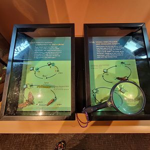 Museum of Life+Science - Magic Wings, bugs that change/don't change as they grow
