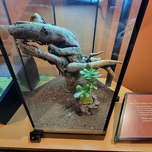 Museum of Life+Science - Magic Wings, white-eyed assassin bug