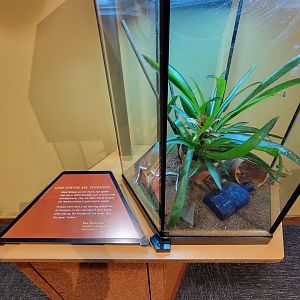 Museum of Life+Science - Magic Wings, black widow