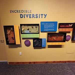 Museum of Life+Science - Magic Wings, incredible diversity