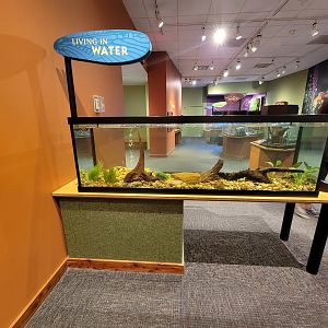 Museum of Life+Science - Magic Wings, crayfish