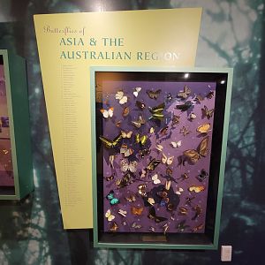 Museum of Life+Science - Magic Wings, Butterflies of Asia & Australia