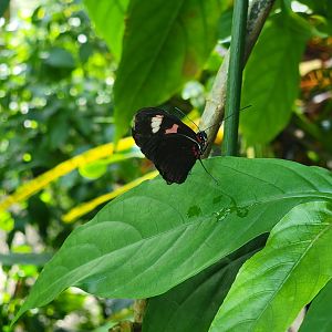 Museum of Life+Science - Magic Wings, butterfly