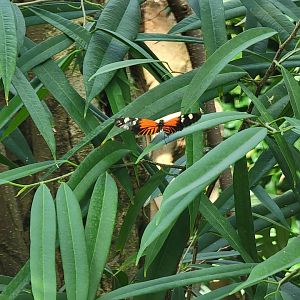 Museum of Life+Science - Magic Wings, butterfly