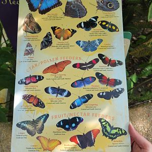Museum of Life+Science - Magic Wings, butterfly signage