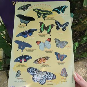 Museum of Life+Science - Magic Wings, butterfly signage