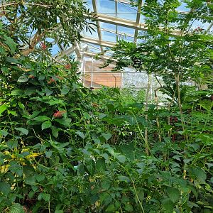 Museum of Life+Science - Magic Wings, butterfly conservatory