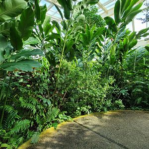 Museum of Life+Science - Magic Wings, butterfly conservatory