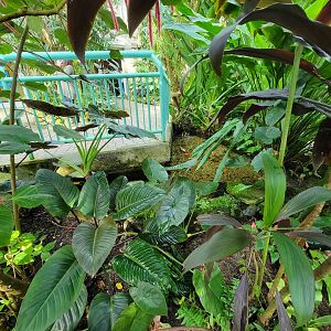 Museum of Life+Science - Magic Wings, butterfly conservatory, goldfish