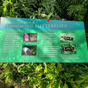Museum of Life+Science - Magic Wings, butterfly conservatory signage