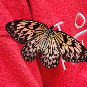 Museum of Life+Science - Magic Wings, butterfly