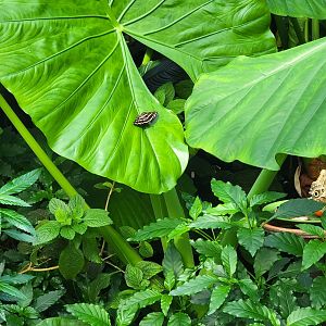 Museum of Life+Science - Magic Wings, butterfly conservatory