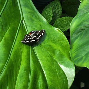 Museum of Life+Science - Magic Wings, butterfly