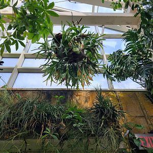 Museum of Life+Science - Magic Wings, butterfly conservatory