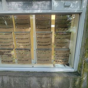 Museum of Life+Science - Magic Wings, butterfly conservatory