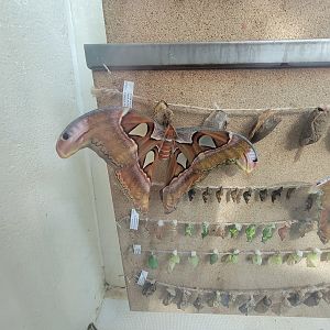 Museum of Life+Science - Magic Wings, atlas moths