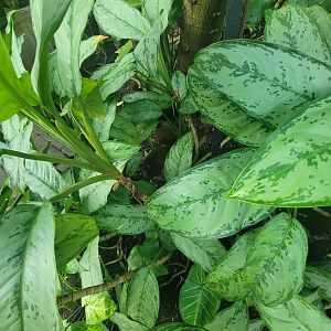 Museum of Life+Science - Magic Wings, crested wood partridges hiding