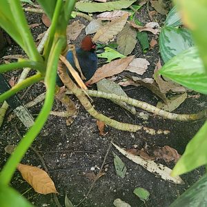 Museum of Life+Science - Magic Wings, crested wood partridges hiding