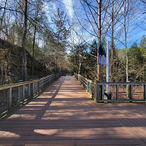 Museum of Life+Science - Black bear viewing #1