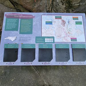 Museum of Life+Science - Black bear viewing #1, bears in the city