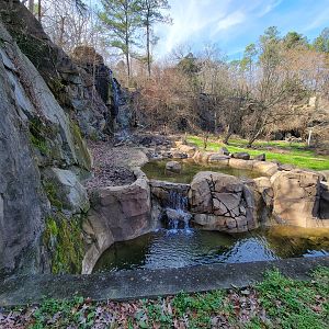 Museum of Life+Science - Black bear viewing #1