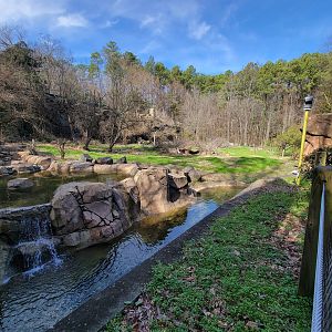 Museum of Life+Science - Black bear viewing #1