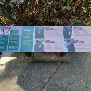 Museum of Life+Science - Black bear viewing #1, resident bears