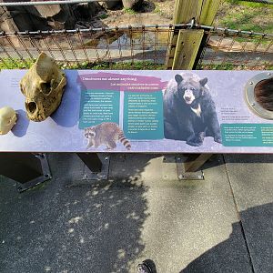 Museum of Life+Science - Black bear viewing #1, omnivores