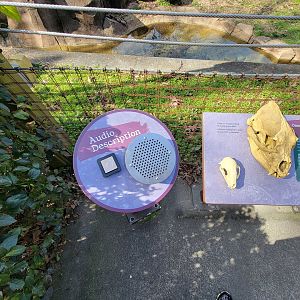 Museum of Life+Science - Black bear viewing #1, audio descriptions