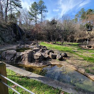 Museum of Life+Science - Black bear viewing #1