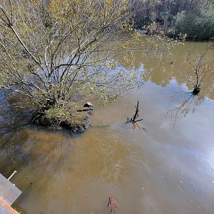 Museum of Life+Science - Wetlands