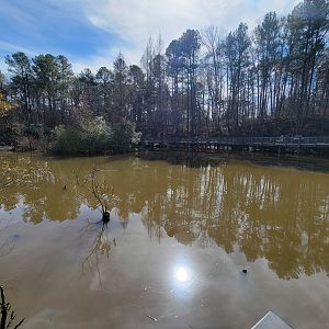 Museum of Life+Science - Wetlands, view of boardwalk in previous photos
