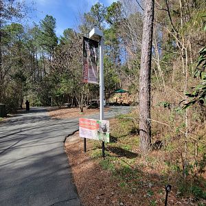Museum of Life+Science - Red wolves