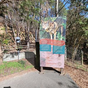 Museum of Life+Science - Red wolves