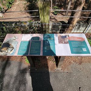 Museum of Life+Science - Red wolves