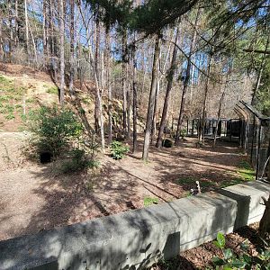 Museum of Life+Science - Red wolves