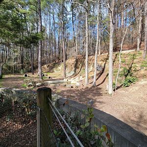 Museum of Life+Science - Red wolves