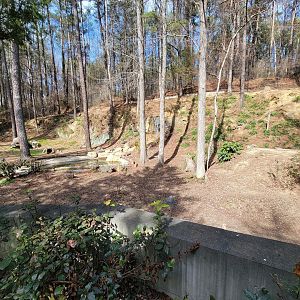 Museum of Life+Science - Red wolves