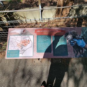 Museum of Life+Science - Red wolf reintroduction