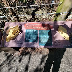 Museum of Life+Science - When red wolves disappear, coyotes move in