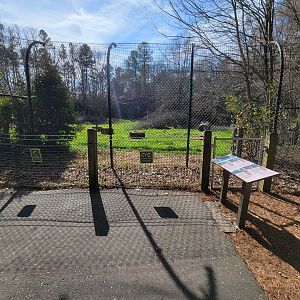 Museum of Life+Science - Black bear viewing #2