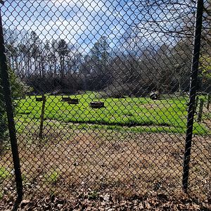 Museum of Life+Science - Black bear viewing #2
