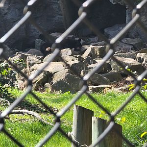 Museum of Life+Science - Giant exhibit with tons of enrichment, where are the black bears?
