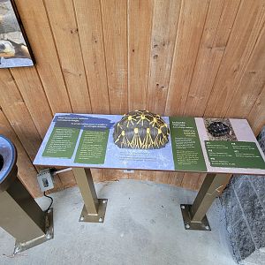 Museum of Life+Science - Radiated tortoises
