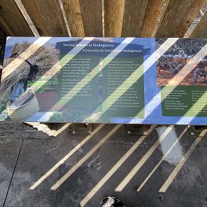 Museum of Life+Science - Saving lemurs in Madagascar